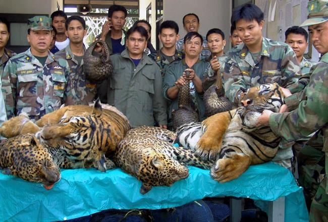 Laos promises to phase out tiger farms: Conservation groups | iNFOnews.ca