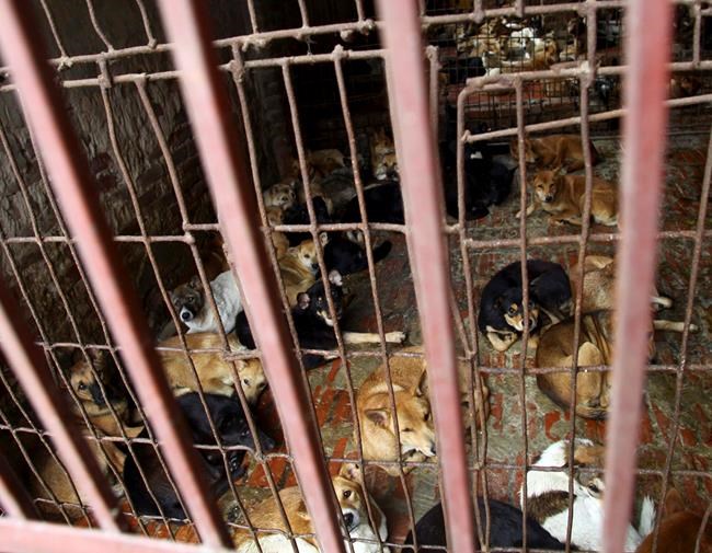 Vietnam's capital urges residents to stop eating dog meat | iNFOnews.ca Vietnam's capital urges residents to stop eating dog meat | iNFOnews.ca