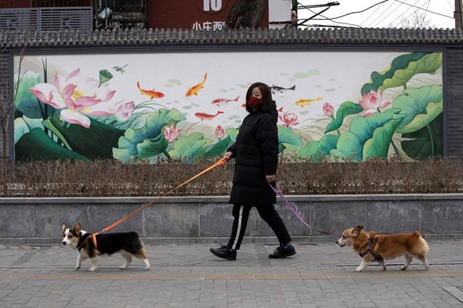 Dogs, cats can't pass on coronavirus, but can test positive | iNFOnews.ca