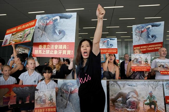 Hong Kong makes record seizure of pangolin scales, ivory | iNFOnews.ca