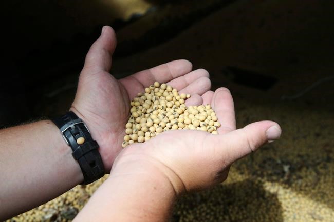 China to lift punitive tariffs on US soybeans, pork | iNFOnews.ca China to lift punitive tariffs on US soybeans, pork | iNFOnews.ca