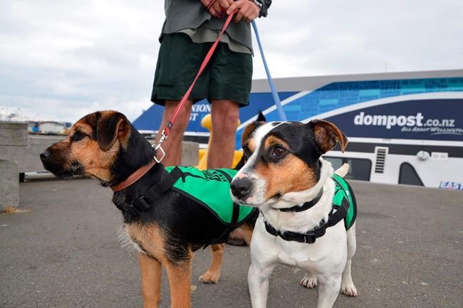 Dog spooked by sealion is rescued from remote Pacific island | iNFOnews.ca Dog spooked by sealion is rescued from remote Pacific island | iNFOnews.ca