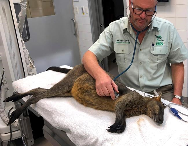 Wallaby hops across Sydney Harbor Bridge, captured uninjured | iNFOnews.ca