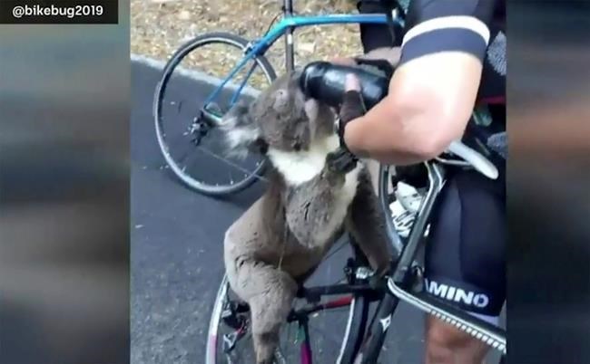 Thousands of koalas feared dead in Australia wildfires | iNFOnews.ca
