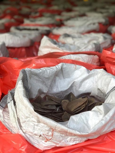 Singapore seizes tons of elephant tusks, pangolin scales | iNFOnews.ca