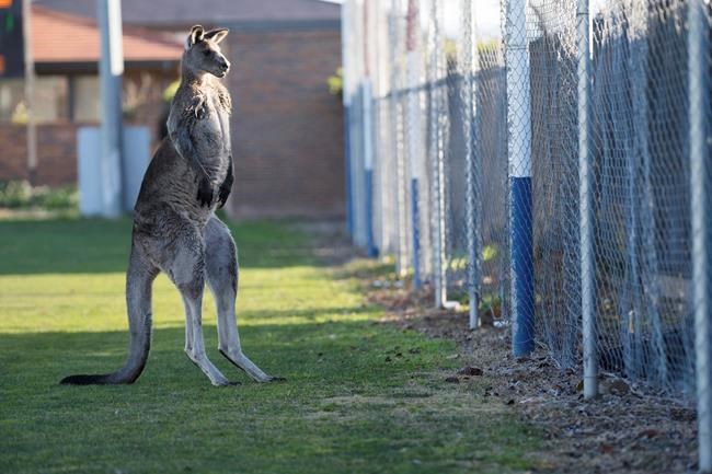 Kangaroo stops play during Australian women's soccer match | iNFOnews.ca CP981876776