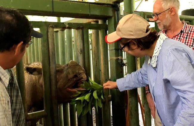 Sumatran rhino is extinct in Malaysia as lone survivor dies | iNFOnews.ca Sumatran rhino is extinct in Malaysia as lone survivor dies | iNFOnews.ca