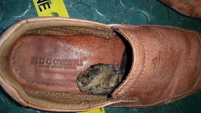 Australia warns travellers to not bring in hitchhiking toads | iNFOnews.ca Australia warns travellers to not bring in hitchhiking toads | iNFOnews.ca