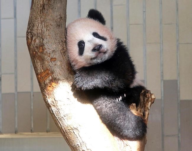 Tokyo's baby panda appears before selected guests, media | iNFOnews.ca