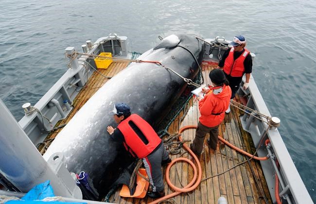 Japan to resume commercial whaling, but not in Antarctic | iNFOnews.ca Japan to resume commercial whaling, but not in Antarctic | iNFOnews.ca