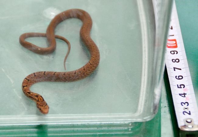 Snake wrapped around armrest halts Japanese 'bullet' train | iNFOnews.ca CP1702127403