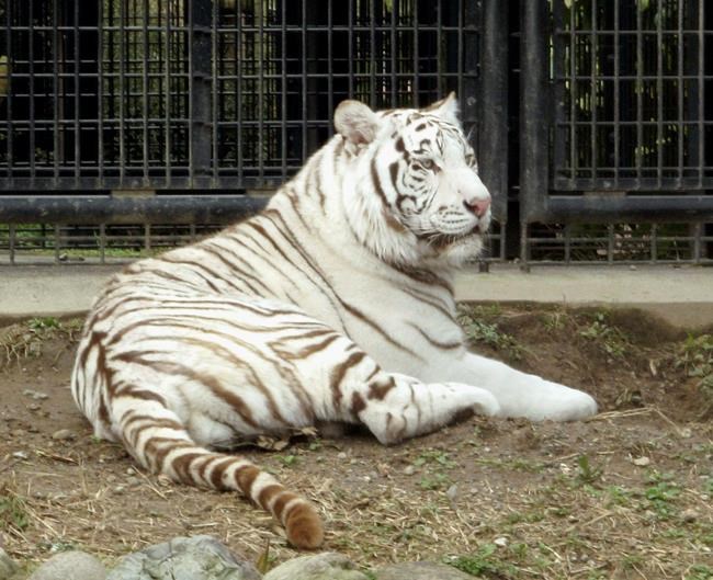 Apparent white tiger attack kills keeper at Japan zoo | iNFOnews.ca