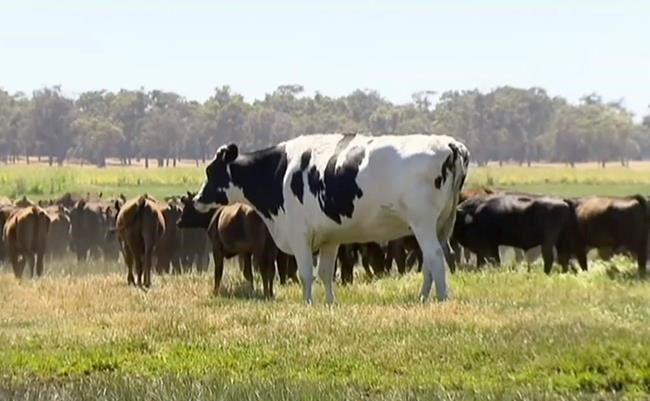 Steer too beefy to become burgers reprieved to life on farm | iNFOnews.ca