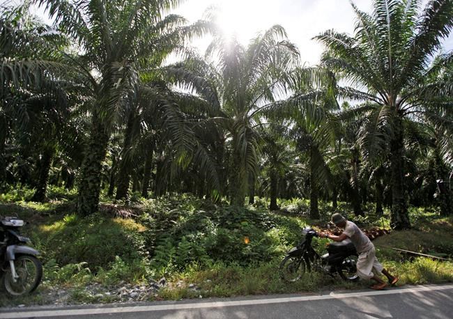 Greenpeace says brands refusing to reveal palm oil sources | iNFOnews.ca
