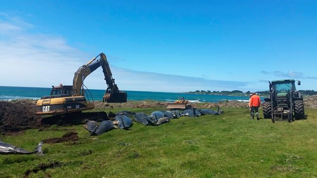 51 pilot whales die in another mass stranding in New Zealand | iNFOnews.ca