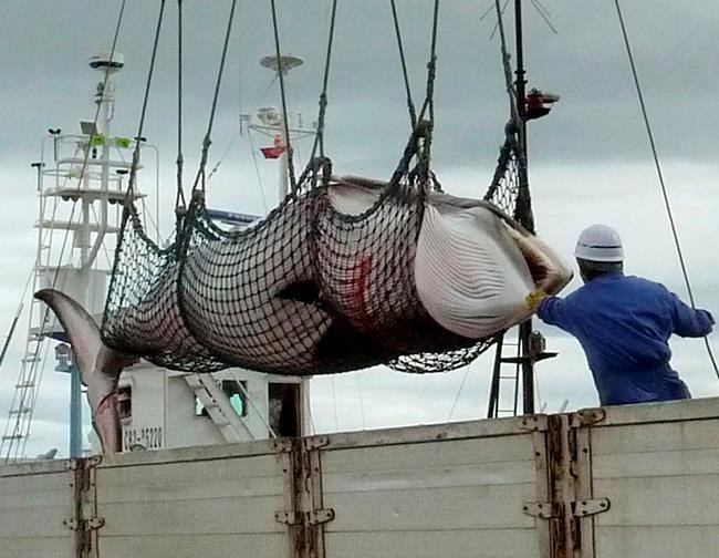 Japan to continue to push resumption of commercial whaling | iNFOnews.ca