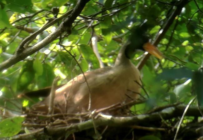 Researchers in Cambodia find nest of rare riverine bird | iNFOnews.ca