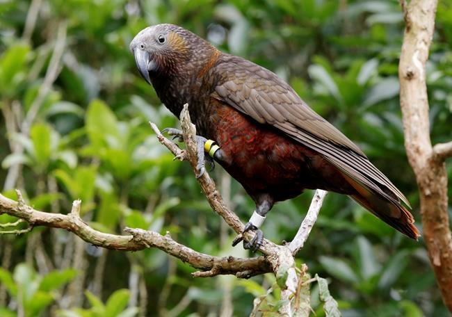 New Zealand's ambitious plan to save birds: Kill every rat | iNFOnews.ca