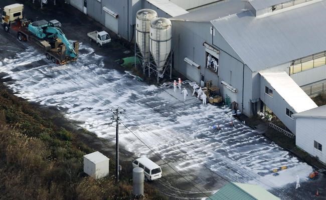 Highly-contagious bird flu found in Japan, culling start | iNFOnews.ca