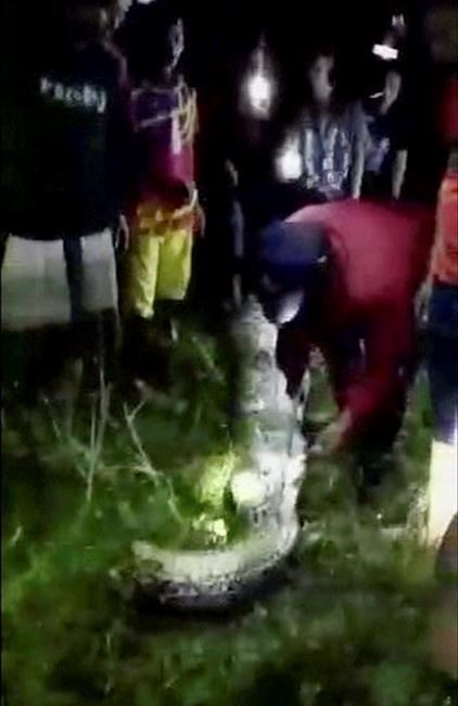 Indonesia man swallowed by python, villagers and reports say | iNFOnews.ca Indonesia man swallowed by python, villagers and reports say | iNFOnews.ca