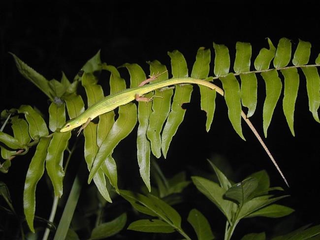 2 kiwi birds are rare bright spot in grim extinction report | iNFOnews.ca