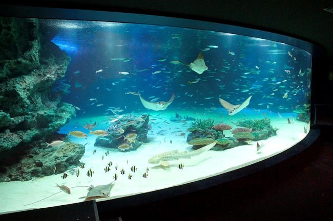 Hundreds of fish die at Tokyo aquarium due to lack of oxygen | iNFOnews.ca