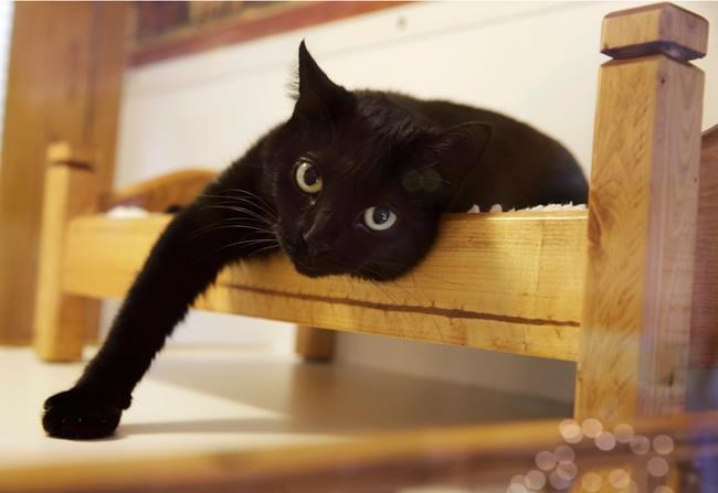 To declaw cats or not? New Jersey could be first with ban | iNFOnews.ca