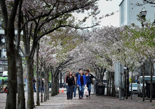 Nashville mayor: Trees will be relocated for NFL draft stage | iNFOnews.ca