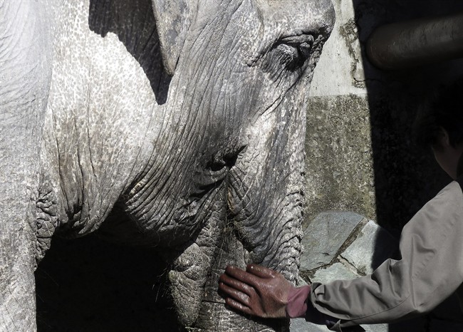 Tokyo zoo to work on changing living conditions for aging elephant | iNFOnews.ca CP36646242
