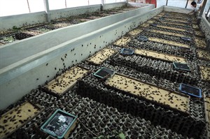 Correction: Thailand-Six-Legged Livestock story | iNFOnews.ca CP29616122