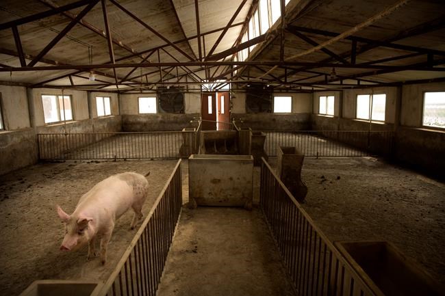 China's pig disease outbreak pushes up global pork prices | iNFOnews.ca