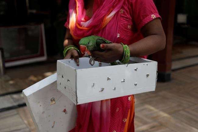 Birds cut down by kite flying on Indian Independence Day | iNFOnews.ca