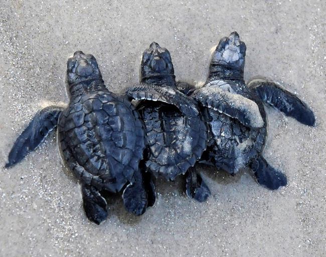 Volunteers patrol Texas coast to help protect rare turtles | iNFOnews.ca