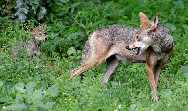 DNA of wolf declared extinct in wild lives on in Texas pack | iNFOnews.ca DNA of wolf declared extinct in wild lives on in Texas pack | iNFOnews.ca