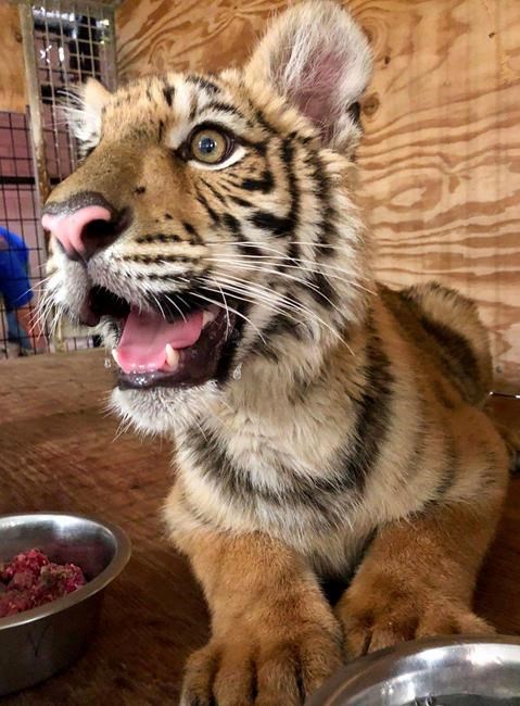 Tiger cub abandoned at Texas border gets new, permanent home | iNFOnews.ca