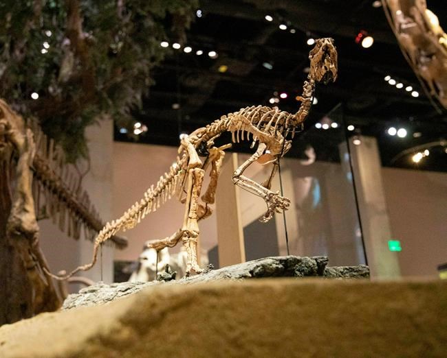 'Birdlike' dinosaur finally has name decades after discovery | iNFOnews.ca
