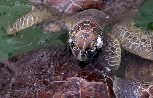 The Latest: Turtle swims away with oceanographer's ashes | iNFOnews.ca The Latest: Turtle swims away with oceanographer's ashes | iNFOnews.ca