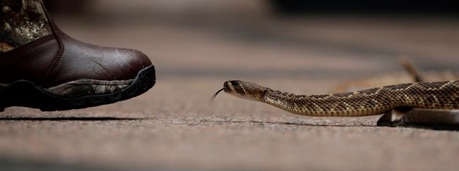 Rattlesnakes slither at Texas Capitol to promote roundup | iNFOnews.ca