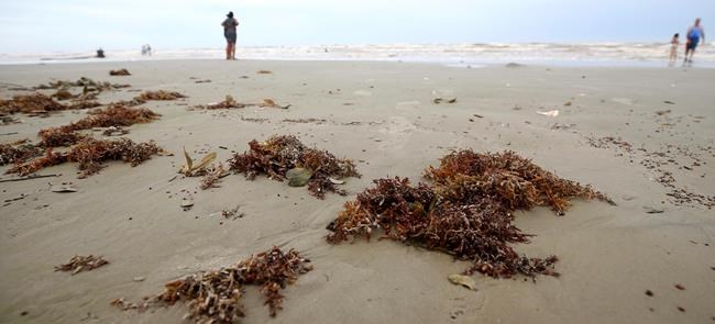 Homeowner groups OK to remove seaweed from Galveston beaches | iNFOnews.ca