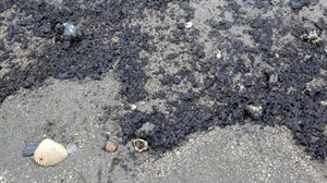 Oil spill cleanup blocks traffic to major Texas ship channel; residue out in Gulf of Mexico | iNFOnews.ca CP27702068