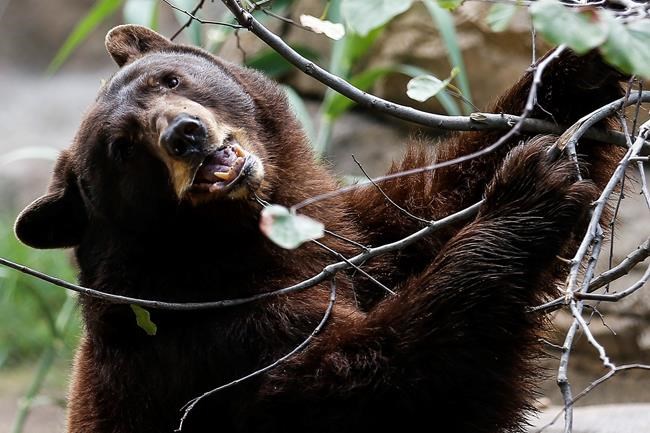 Houston Zoo black bears Belle, Willow get expanded exhibit | iNFOnews.ca CP1858338738