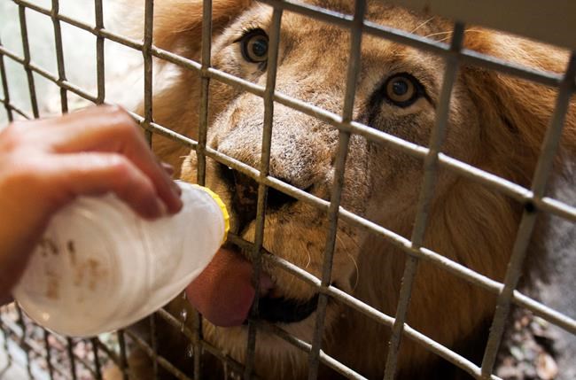 Houston Zoo announces death of African lion, Jonathan | iNFOnews.ca Houston Zoo announces death of African lion, Jonathan | iNFOnews.ca