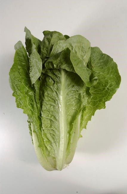 Romaine lettuce outbreak tied to tainted irrigation canal | iNFOnews.ca