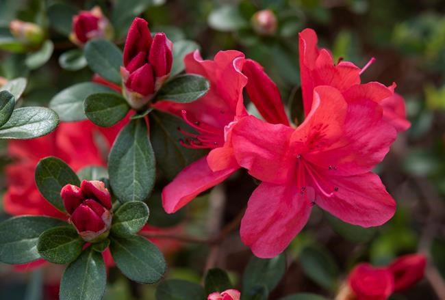Recent rain means lush, bright wildflowers across Texas | iNFOnews.ca Recent rain means lush, bright wildflowers across Texas | iNFOnews.ca