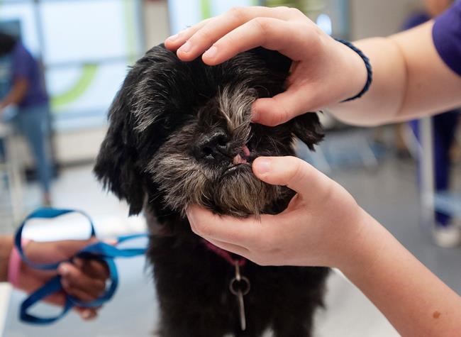 Don't let your vet bill dog you forever | iNFOnews.ca CP749626543