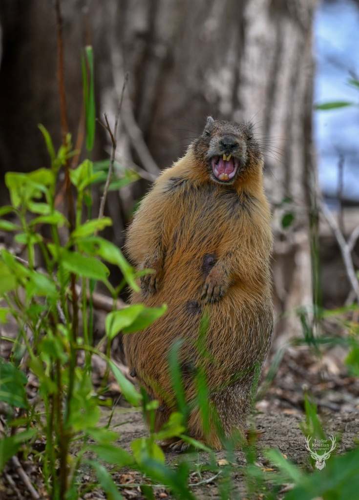 iN PHOTOS: Mischievous marmots in Kamloops, Okanagan | iNFOnews.ca