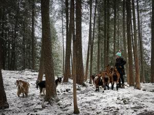 A woman stands in a snowy forest with a herd of goats.