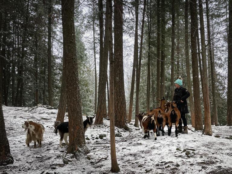 A woman stands in a snowy forest with a herd of goats.