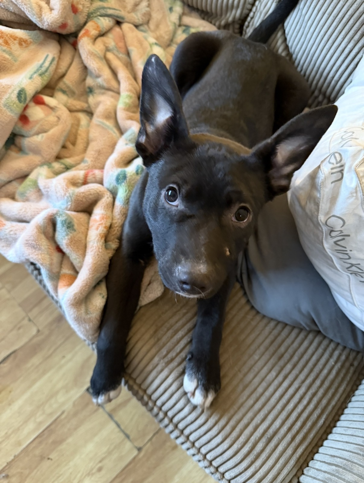 A small black dog lies on a blanket.