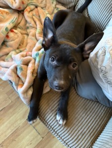 A small black dog lies on a blanket.